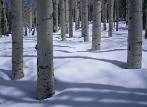 Aspen Trunks