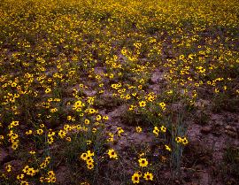 Stock Images Coming Soon!!