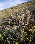Sonoran Spring - Estrella Mountains