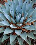 Under the Yellow Pine - Agave