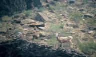 BigHorn Sheep on Schist
